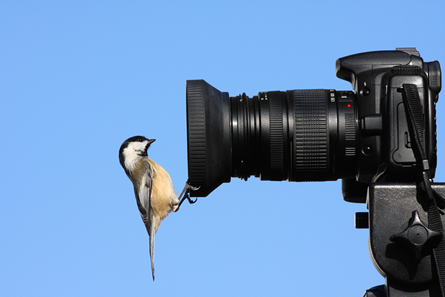 Read more about the article Capturing Moments: Best Camera for Beginners